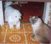 bichon&cat.jpg (40411 bytes)