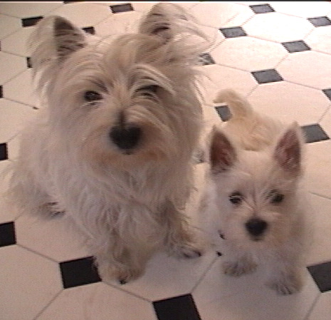 westies