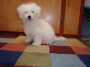 Bichon Pup