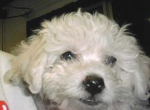 BICHON