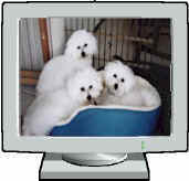 bichon_pup_in_computer2.jpg (10695 bytes)